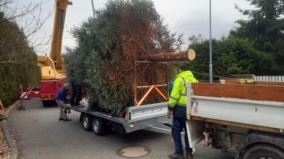 kácení a přeprava stromu