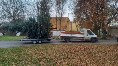 kácení a přeprava stromu