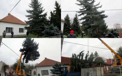kácení a nakládka stromu