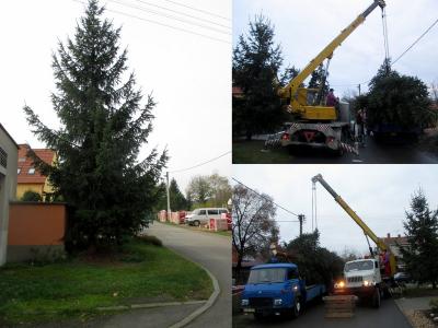 kácení stromu
