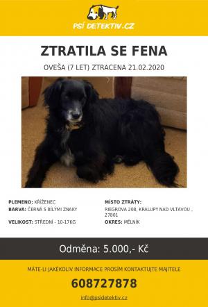 V Kralupech nad Vltavou se ztratila černá kříženka s bílou náprsenkou 1