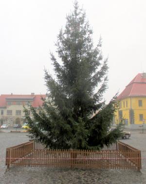 Můžete městu nabídnout vánoční strom ? 1