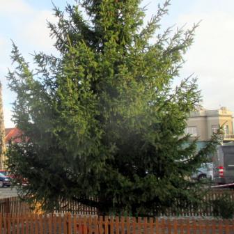 Velvarský vánoční strom